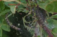 Yponomeuta padella