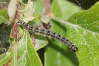 Yponomeuta padella