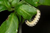 Yponomeuta cagnagella