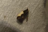 Monopis monachella
