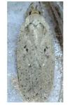 Agonopterix yeatiana