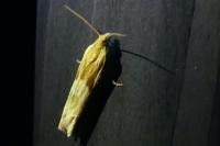 Eucosma gr. cana