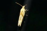 Eucosma gr. cana