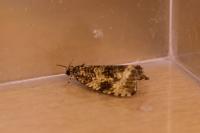 Celypha lacunana
