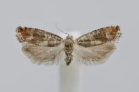 Clavigesta purdeyi