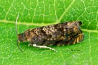 Grapholita janthinana