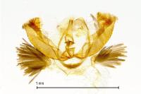 Grapholita janthinana