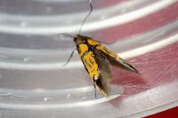 Schiffermuelleria schaefferella