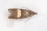 Dichrorampha sequana