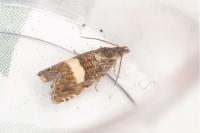 Dichrorampha sequana