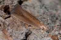 Orthotelia sparganella