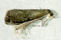 Grapholita funebrana