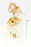Grapholita funebrana