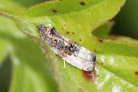 Hedya nubiferana