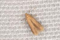 Tischeria