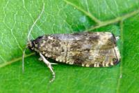 Celypha lacunana