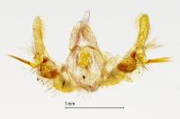 Celypha lacunana