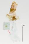 Celypha lacunana
