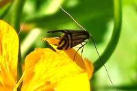 Nemophora ochsenheimerella