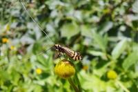 Nemophora ochsenheimerella