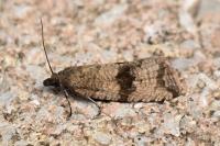 Celypha striana