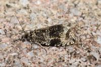 Celypha lacunana