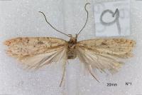 Agonopterix heracliana