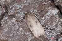 Agonopterix heracliana