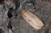 Agonopterix heracliana