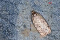 Agonopterix heracliana