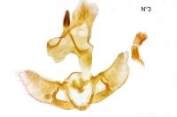 Agonopterix heracliana