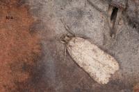 Agonopterix heracliana