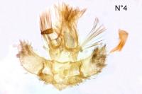 Agonopterix heracliana