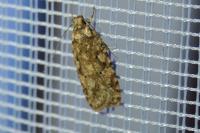 Agonopterix ferocella