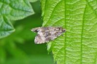 Celypha lacunana