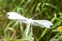 Pterophorus pentadactylus