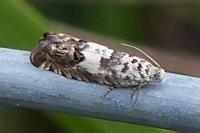 Cydia gr. succedana