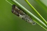 Cydia gr. succedana
