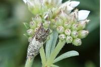 Cydia gr. succedana