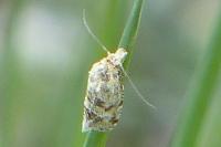 Aethes williana