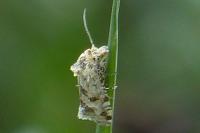 Aethes williana