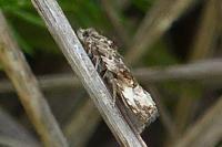 Endothenia gr. gentianaeana