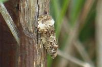Endothenia gr. gentianaeana