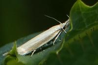 Pleurota