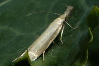Pleurota