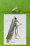 Phyllonorycter rajella