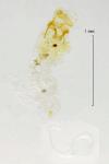 Phyllonorycter rajella