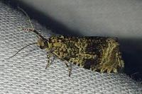 Celypha lacunana
