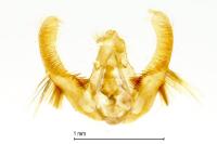 Hedya pruniana