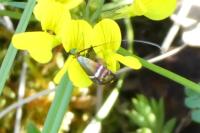 Adela australis